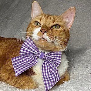 Extra Small dog or cat bow ties slide over collar matching  catmom scrunchie